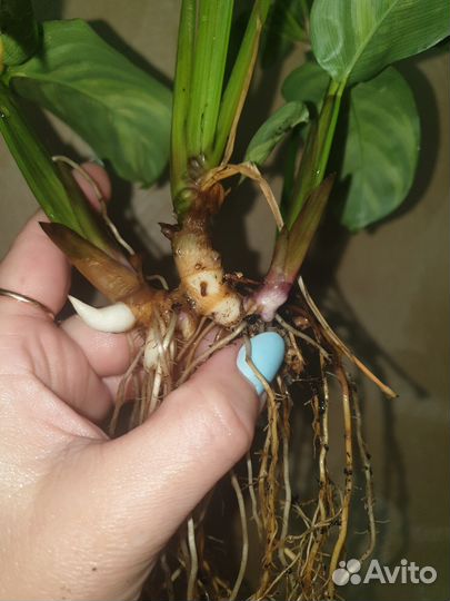 Комнатные растения