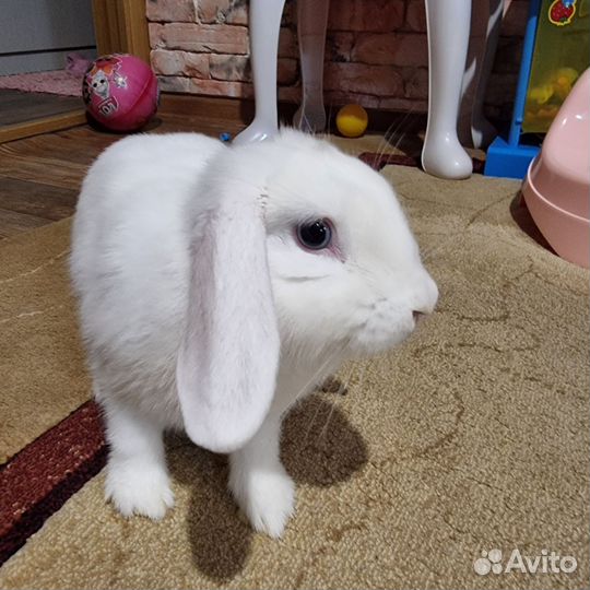 Кролик баран вислоухий