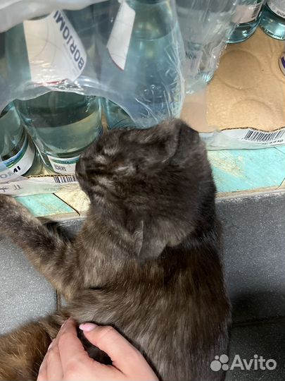 Кошка в дар