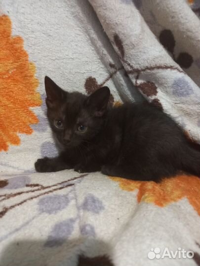Котята