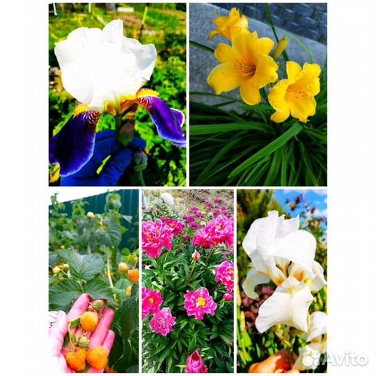 Многолетники для вашего сада