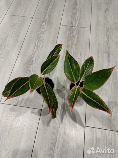 Аглаонема Tivoli (Тайволи)