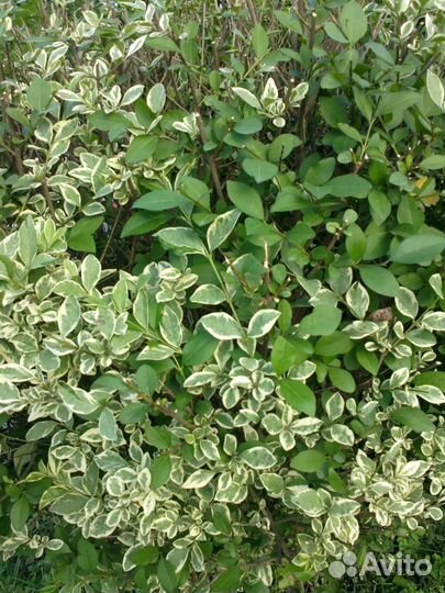 Цветущие кустарники и другие