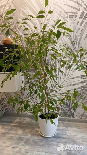 Фикус бенджамина