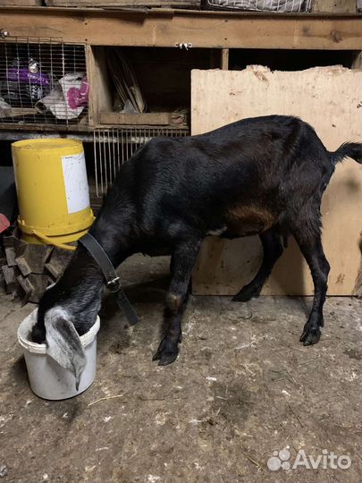 Коза нубийская