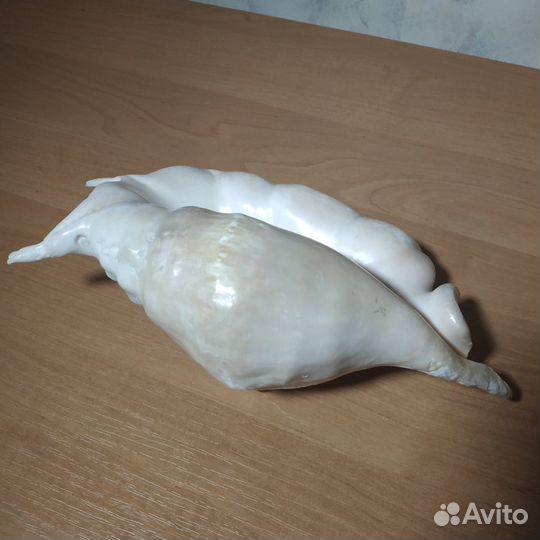 Большая морская раковина