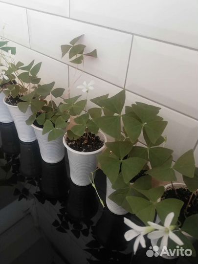 Кислица (оксалис)