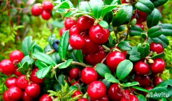 Клюква свежая с доставкой по Крыму