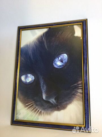 Постер / моё фото моего сиамского кота в рамке