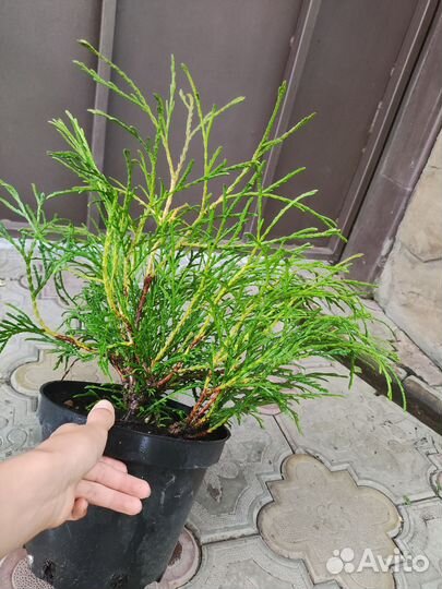 Можжевельник