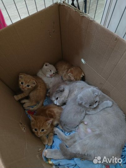 Котята вислоухие