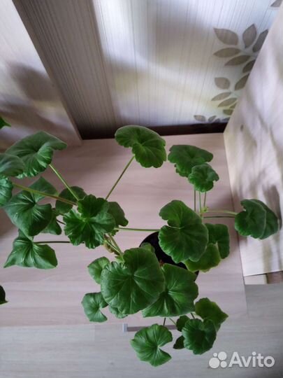 Пеларгония герань