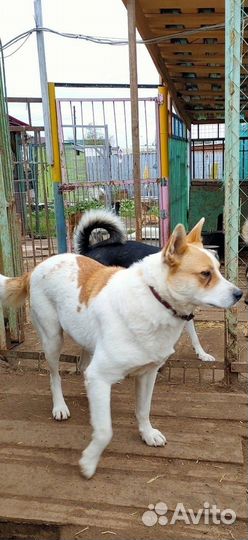 Собака Тунгус