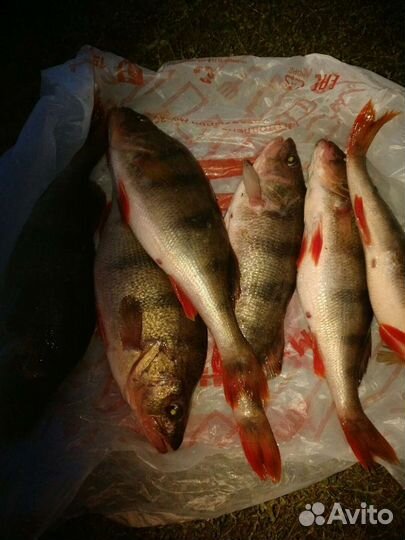 Судак, Берш, окунь крупный