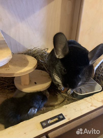 Шиншилла черный/коричневый жемчуг