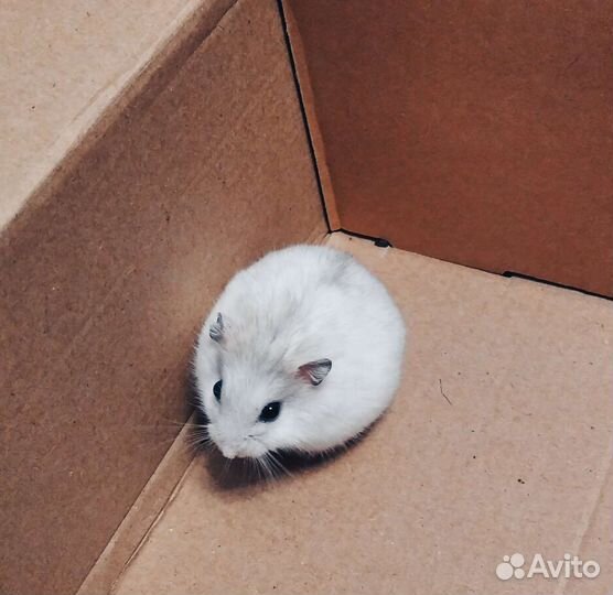 Хомячки кэмпбелла