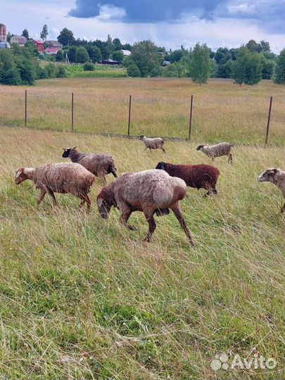Овцы, бараны,ярки