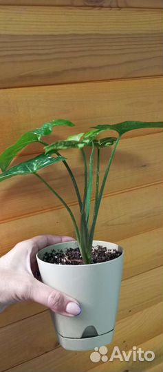 Стнгониум Панда