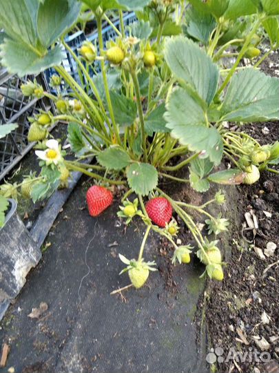 Рассада саженцы клубники