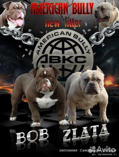 Щенки Американского Булли