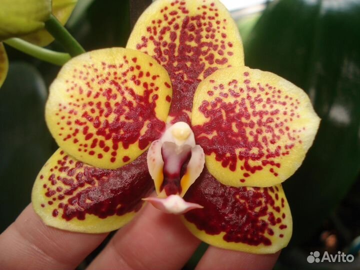 Фаленопсис Маркус