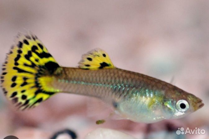 Продам аквариумных рыбок гуппи(подростки)