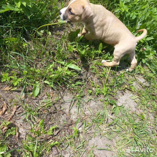 Стаффордширский терьер щенки щенок