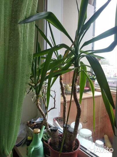 Пальма юкка