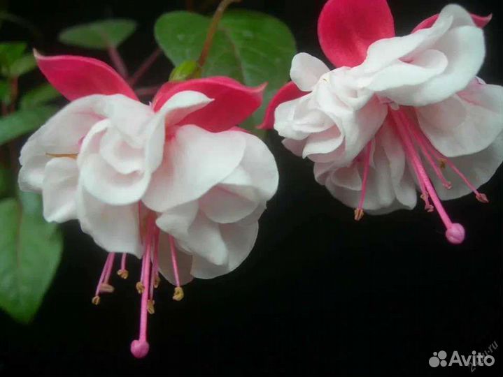 Гвоздика ампельная фуксия комнатные цветы,растения