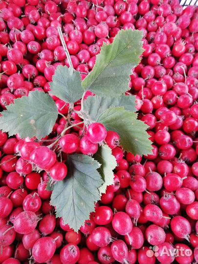 Боярышник лекарственный ягоды