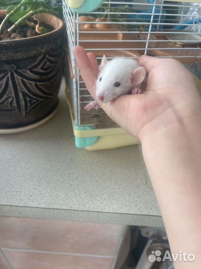 Мышки ручные добрые