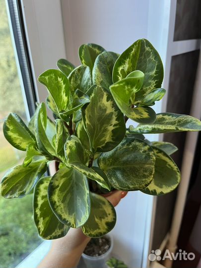 Пеперомия Golden gate