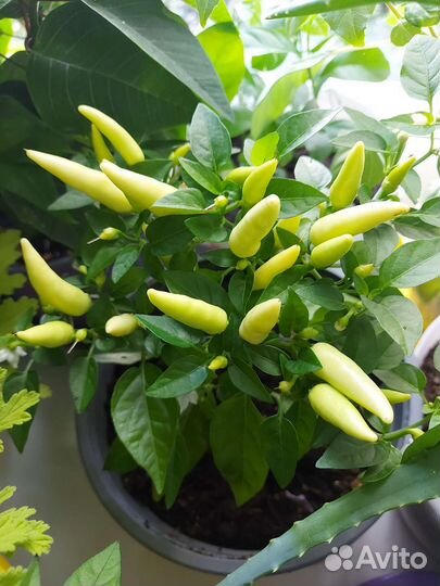 Острый перец комнатный