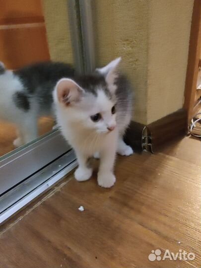 Отдадим котят