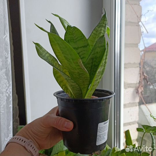 Сансевиерия ханни