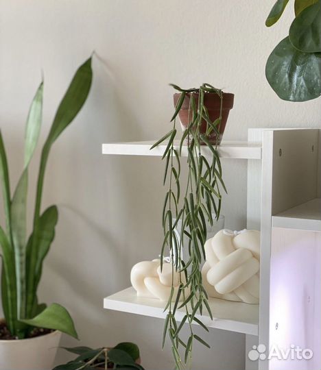 Хойя Линеарис