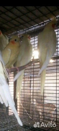 Попугай корелла