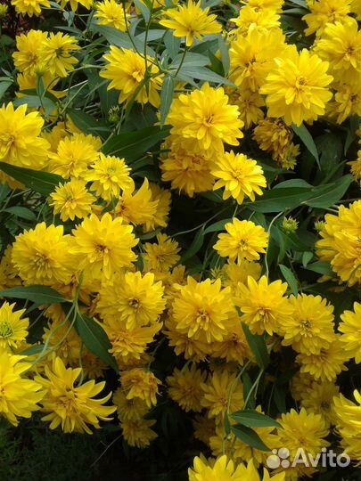 Ромашки разные и традесканция