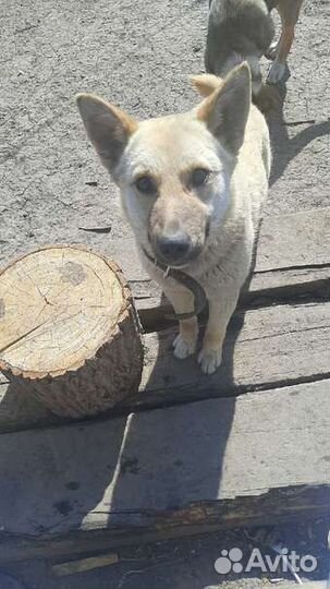 Собака стерилизованная