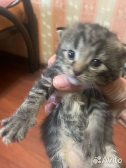 В добрые зайченка, бельчонка и медвежонка