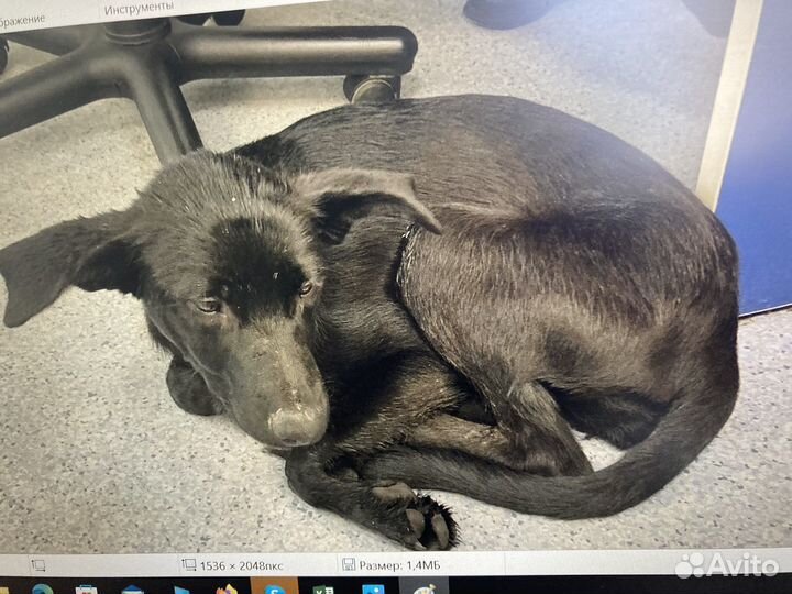 Собака в добрые руки щенок