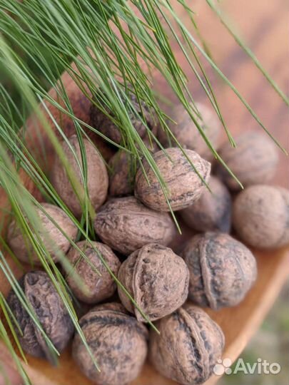 Орех Зибольда семена Орех айлантолистный