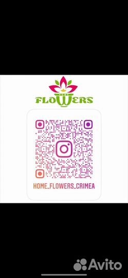 Цикас средний