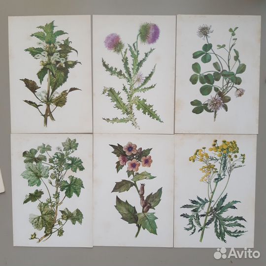 Ботанические иллюстрации винтаж