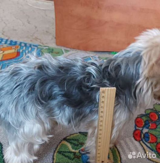 Йоркширский терьер