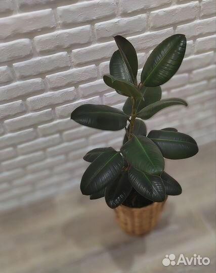 Фикус каучуконосный 85 см