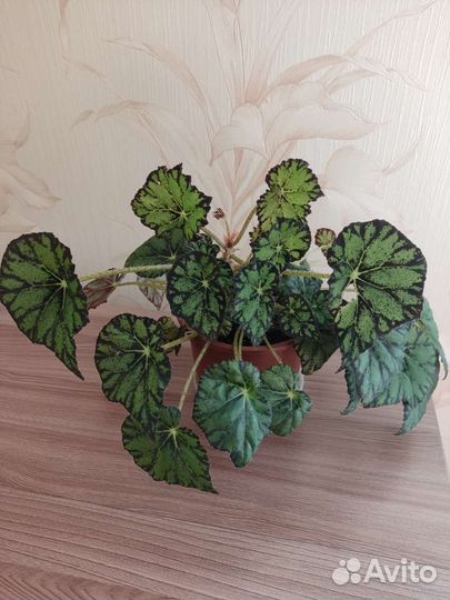 Бегонии разные