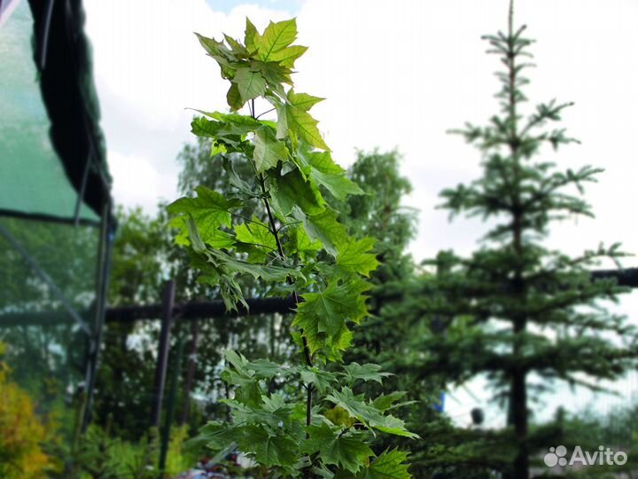 Клен остролистный 60-100 см, с10