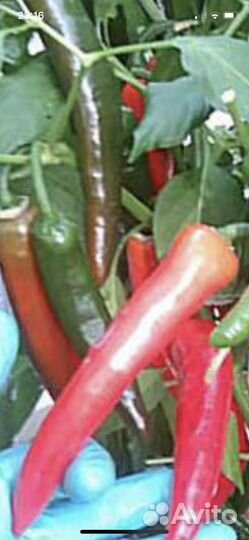 Острый красный перец семена или рассада