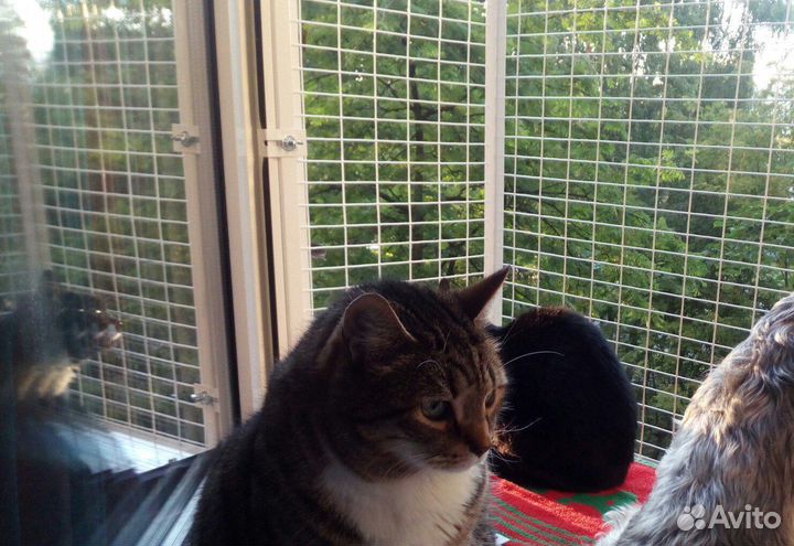 Вольер для кошек